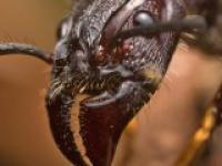 Америку сожрут гигантские муравьи, прыгающие челюстью