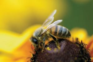 Пчелиный яд может оказаться лекарством от рака
