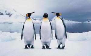 Ученые обнаружили, что раньше на Земле обитали гигантские пингвины