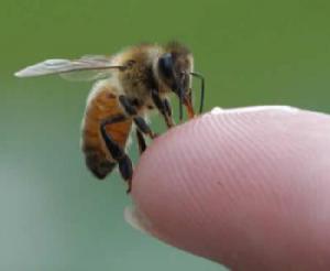 Запорожские медики предупреждают об опасности ос и пчел