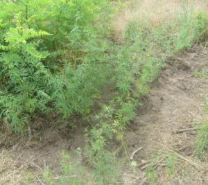 У жителя Запорожской области дома изъяли 80 наркосодержащих растений