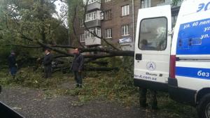 Запорожские мародеры похищали стволы упавших деревьев — Син