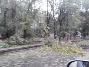 Погода разбушевалась: в Запорожье сильный ветер повалил деревья — фото