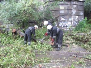 Ураган в Запорожье не пощадил 261 дерево — фото