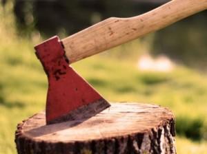 Запорожские чиновники зарабатывали на незаконной вырубке деревьев