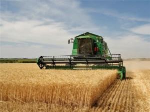Украина к 30 октября экспортировала 11,5 млн тонн зерна