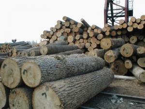 В Запорожском районе  незаконно вырубили лес, ущерб – 20 тысяч гривен