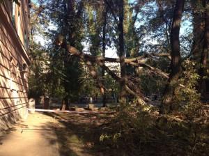 Фотофакт: В центре Запорожья дерево неделю висит на проводах