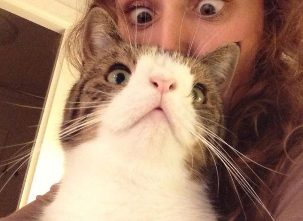В интернете гуляет фото кота с самой необычной внешностью