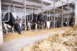 Запорожским животноводам предлагают дотацию за прирост коров