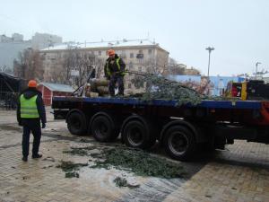 В Киеве устанавливают 24-метровую лесную красавицу