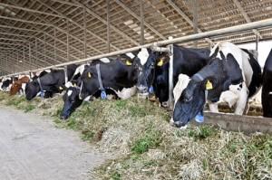 Запорожские коровы стали давать больше молока
