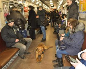 По столичному метро катается пес-пассажир