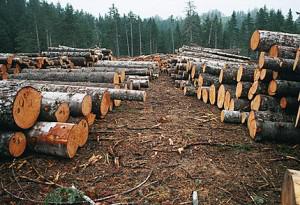Прокуратура Киева взялась за проверку массовой вырубки леса