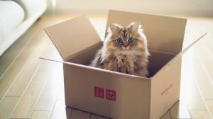 Ученые узнали, почему котики прячутся в коробках