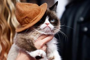 Знаменитый сердитый котик побывал на ярмарке в Нью-Йорке