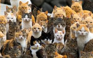 Коты заполонили японский остров