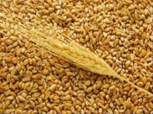 Украина уже экспортировала 28,5 миллиона тонн зерна