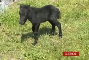 В запорожском храме родился маленький пони, — видео