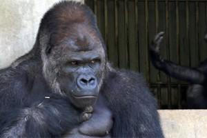 Красивейший самец гориллы стал любимцем женщин в Японии