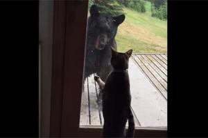 На Аляске домашняя кошка прогнала медведя