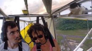 Кот-экстремал совершил полет на крыле самолета (Видео)