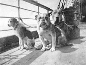 Редкое фото: собаки, пережившие крушение Титаника