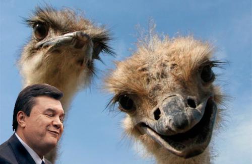 Янукович и страусы