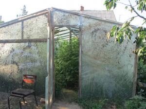 Житель Запорожской области на своем огороде вырастил кусты конопли высотой 3 метра