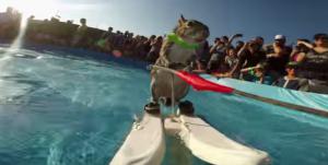 Белка на водных лыжах покорила пользователей сети (Видео)