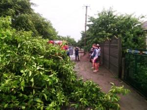 В Запорожской области огромное дерево перегородило проезжую часть