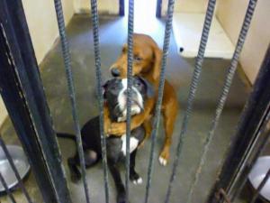 Пользователи «Фейсбука» за 2 часа спасли двух обнимающихся собак от усыпления (Фото)