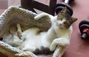 Котик расслабляется на своем ложе