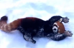 Красные панды ныряли в сугробы и кувыркались в снегу