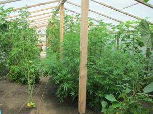 В Запорожской области ликвидировали 13 тысяч кустов наркосодержащих растений