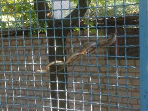 В Запорожье в детском саду обнаружили большую змею