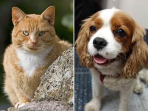 Ученые выяснили, чем кошки лучше собак