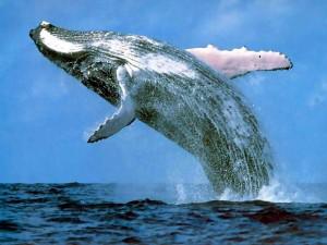 Кит влез в кадр передачи о том, как трудно найти кита (BBC)