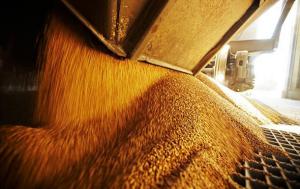 В Госрезерве Украины «потерялось» 250 000 тонн зерна