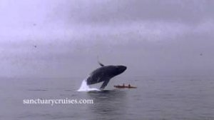 Горбатый кит чуть не убил двух байдарочников