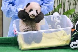 В зоопарке Малайзии показали трехмесячную панду