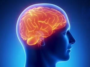 Нейробиологи опровергли существование «женского» и «мужского» мозга