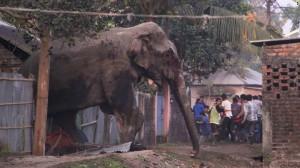 Дикий слон в течение нескольких часов крушил город в Индии