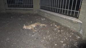 На запорожские улицы выбрасывают мертвых собак (ФОТО)