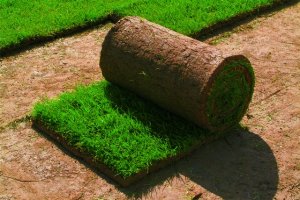 5 преимуществ перейти на наш сайт и купить рулонный газон в Киеве от topiar.ua.