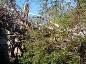 В Запорожье огромный тополь рухнул на дом (ФОТОфакт)