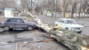 В Запорожье ветер свалил дерево. Есть пострадавшие