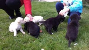 В Запорожском парке бросили коробку с 5-ю щенками