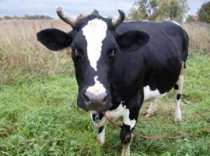 В Запорожской области увеличилось производство мяса и молока