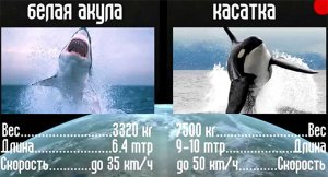 Киты-убийцы охотятся на акулу - видео с беспилотника